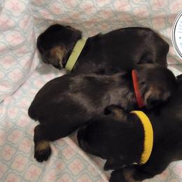 Miniature Schnauzer Puppies from Little Schnauzer Paws