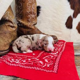 KOBA - Red merle male Australian Shepherd puppy in Durand, Wisconsin from Larson’s Legacy Aussome Aussie Kennels