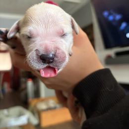 Blossom (Hot Pink) - Light golden female Golden Retriever puppy in Jacksonville, Florida from River City Golden Retrievers