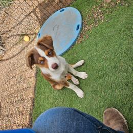 Ryan - Red tri male Toy Australian Shepherd puppy in Snowflake, Arizona from Halfpint Aussies