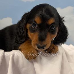 Green Girl - Black and tan female Dachshund puppy in Jonesboro, Illinois from Twin Hills Dachshunds