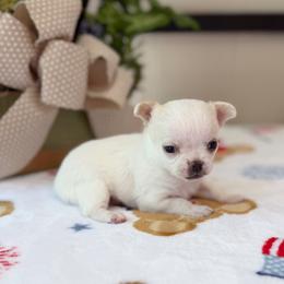 Bear - White male Chihuahua puppy in Harrison, Michigan from Cloud9 Chihuahuas