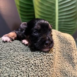 Boy 2 - Black and silver male Miniature Schnauzer puppy in Charlotte, North Carolina from Golden Leaf Kennels LLC