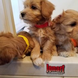 California Havanese breeder of Havanese, Bichon Frise