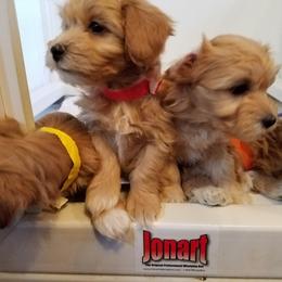 California Havanese breeder of Havanese, Bichon Frise