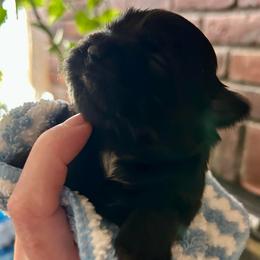 Cooper - Black and white male Shih Tzu puppy in Victorville, California from RUMBLE n TUMBLE