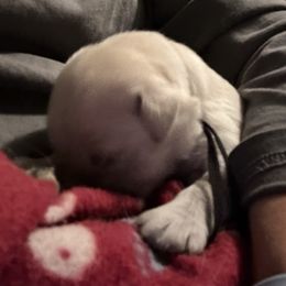 Golden Retriever Puppies from Hagan's Golden Retrievers