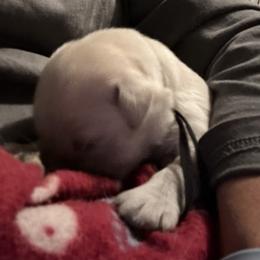 Golden Retriever Puppies from Hagan's Golden Retrievers