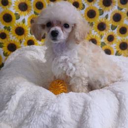 Baylee - Cream male Poodle puppy in Blanch, North Carolina from Faithful Hearts Kennel