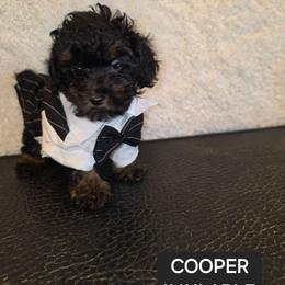 Cooper - Phantom male Poodle puppy in Hesperia, California from Sweetie Pie Poodles