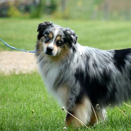 Kronos - Australian Shepherd