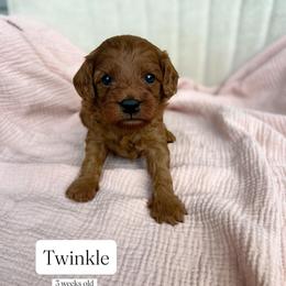 Twinkle - Red female Cavapoo puppy in Easley, South Carolina from Cutiepie Cavapoos