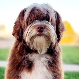 Moo - Australian Labradoodle