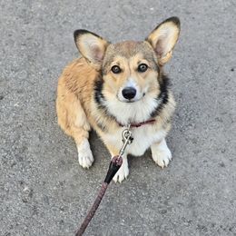 Pembroke Welsh Corgi Puppies from Triple M Ranch Corgi's