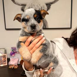 Gaia - Blue speckled female Australian Cattle Dog puppy in Clovis, California from Miller Australian Cattle Dogs