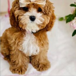 Coco - Cavapoo