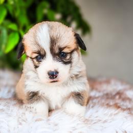 Girl 1 - Sable female Pembroke Welsh Corgi puppy in Caliente, California from Rafter Cross 7