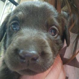6th Available - Chocolate male Labrador Retriever puppy in Eugene, Oregon from Humphrey Retrievers
