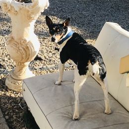 Remmi - Rat Terrier