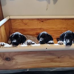 German Shorthaired Pointer Puppies from Shining Star GSP's