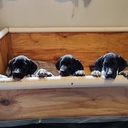 German Shorthaired Pointer Puppies from Shining Star GSP's