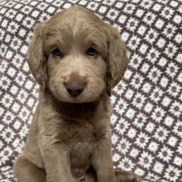 Taylor - female Long Haired Weimaraner puppy in Blanchardville, Wisconsin from Northern Bluegrass Weimaraners