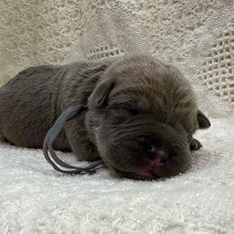 Grey collar - Gray and fawn male Cane Corso puppy in Utah from 3Lake Kennelz