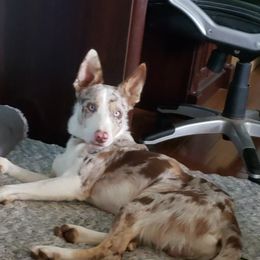 Cooper - Border Collie