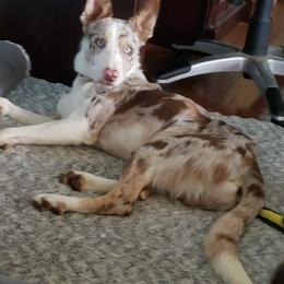 Cooper - Border Collie