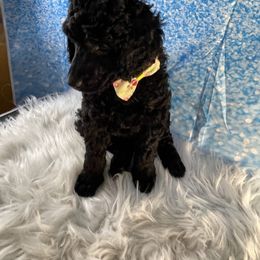 Poodle Puppies from Abbott Standard Poodles