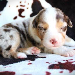 Ivory - Red merle female Miniature Australian Shepherd puppy in Ixonia, Wisconsin from Hunt N Oaks