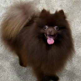 Willy - Pomeranian