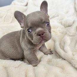 Boy 1 - Cream male French Bulldog puppy in City Of Industry, California from Cert. Frenchies