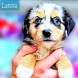 Lanna - Blue merle female Miniature Australian Shepherd puppy in Punta Gorda, Florida from Christie's Creekside Aussies