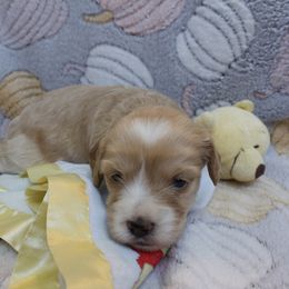 Rapunzel - Buff and white female Cockapoo puppy in Bethlehem, Georgia from Darling Doodles