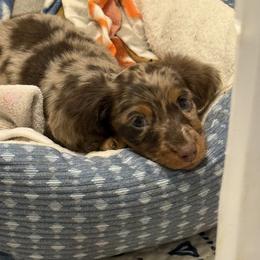 Dachshund Puppies from Birkin’ Paws