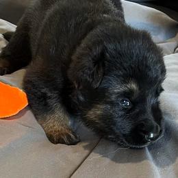 Girl -1 pink - Black and red female German Shepherd puppy in Sharon Grove, Kentucky from Julie’s Shepherds
