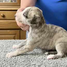 Girl Five - Fawn brindle female Whippet puppy in Williamsport, Pennsylvania from Willowisp Whippets