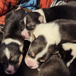 Great Danes and Pembroke Welsh Corgis from Angelwingz Kennels