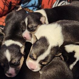 Great Danes and Pembroke Welsh Corgis from Angelwingz Kennels