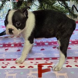 Female 2 - Black and white female Boston Terrier puppy in Mc Donough, Georgia from Ballard Boston Terriers
