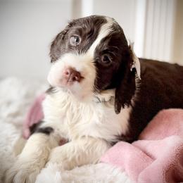 -RESERVED- White Girl (or Grace) - Liver and white female English Springer Spaniel puppy in Spanish Fork, Utah from Orchard Hill English Springer Spaniels