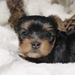 Missy - Black and tan female Yorkshire Terrier puppy in Eastland, Texas from Peach Yorkies
