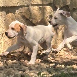 Pointer puppies from Monarch Pointers & Cockers