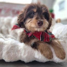 Sourdough - Red phantom female Aussiedoodle puppy in North Royalton, Ohio from Johnson's Doodles