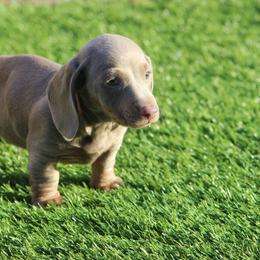 Lucky - Fawn (Isabella) male Dachshund puppy in Victorville, California from Wirz’s Weens