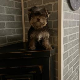 Yorkshire Terrier puppies from Diane's Pups
