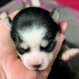 Brie - 2500 - Black and white female Pomsky puppy in Spring Hill, Florida from www.PuppyTimeEmporium.com