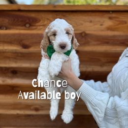 Chance - Parti male Goldendoodle puppy in Orangevale, California from Ugly Dad Doodles