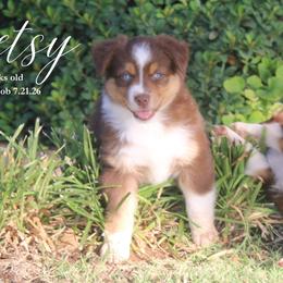 Betsy - Red tri female Miniature Australian Shepherd puppy in Grandfield, Oklahoma from Hunt Farms Australian Shepherds